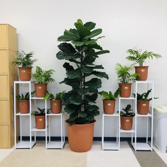 観葉植物