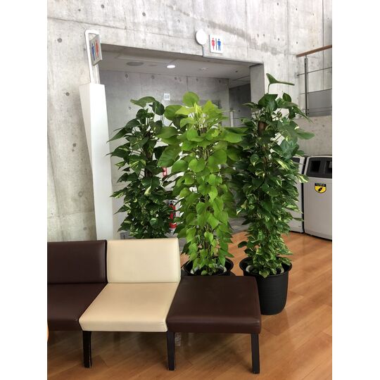 観葉植物