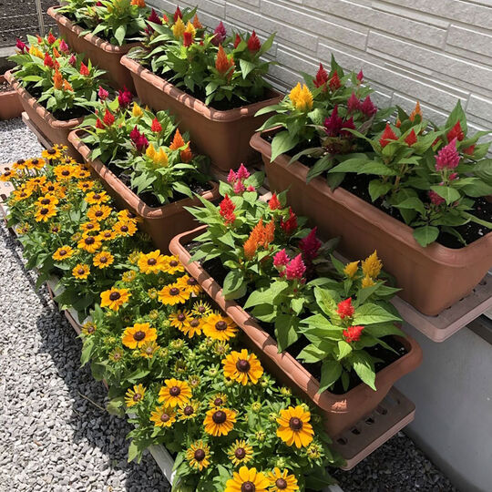 フラワープランタ－