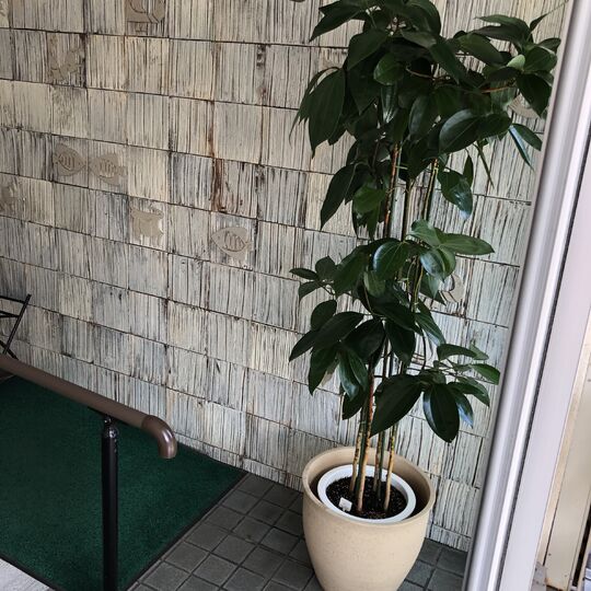 観葉植物